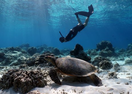 Diver and sea turtle.