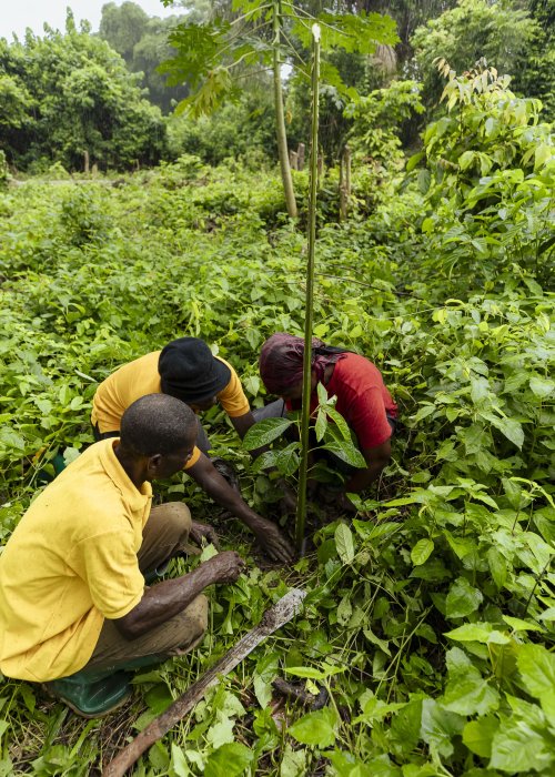People planting trees in Africa