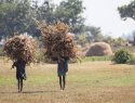 Amhara farmers carrying corn crop near Lake Tana Biosphere Reserve.