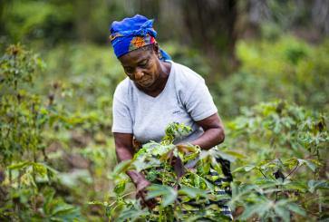 Manioc farmer