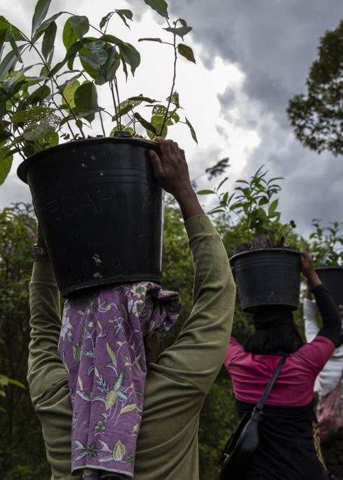 Women community members plant newly matured seedlings in Sumatra, Indonesia