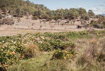 Dry pasture in Oaxaca, Mexico