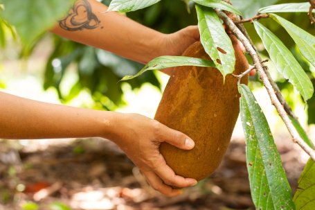 A farmer harvests a large tree fruit.