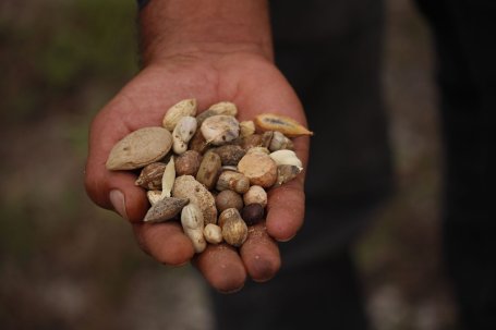 A hand holding seeds. 