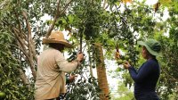 Two people harvest tree fruits in a forest. 