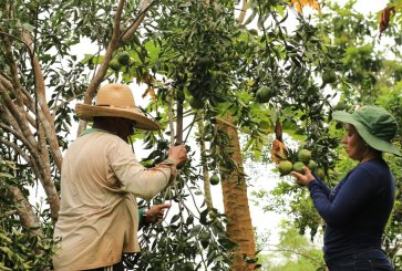 Two people harvest tree fruits in a forest. 