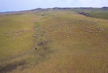 Aerial view of herd of sheep on grasslands.