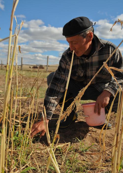 Man kneeling down in grassland holding bucket.