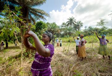 A woman reaches up to tend to a tree she's planted. 