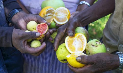 Hands holding various fruits.