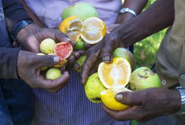 Hands holding various fruits.