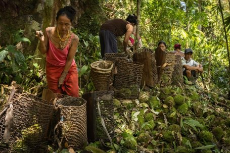 Women harvest wild durian in Indonesian rainforest. 