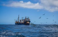 A fishing trawler launches a net into the ocean as birds flock around it.