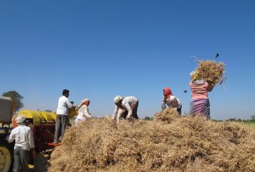 A group of people collecting crop residue in an open field. 