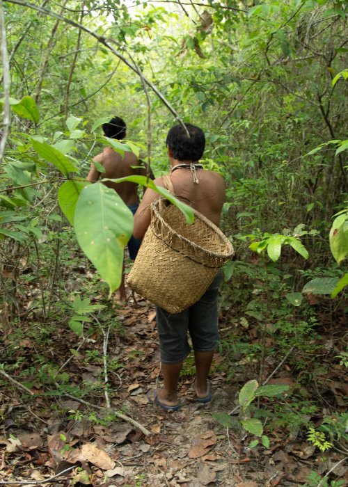 indigenous people in forest