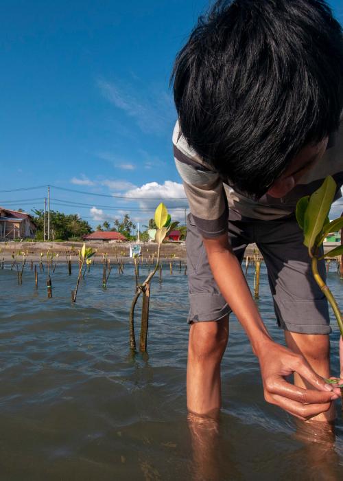 indonesia-mangroves-planting