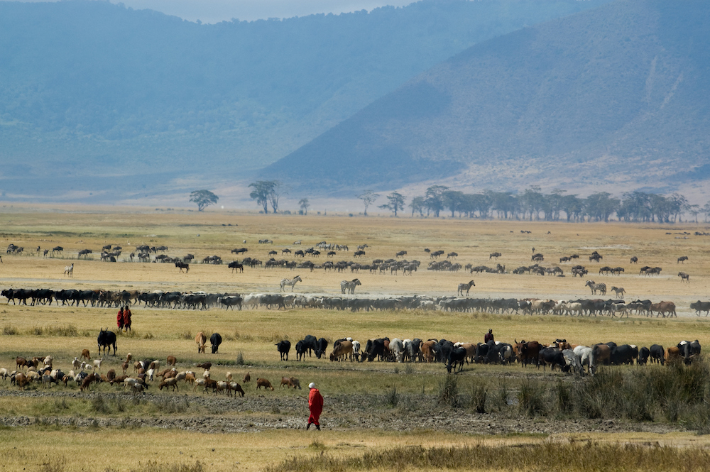 Herding cattle with mountains in background.