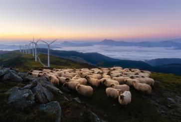 Herd of sheep by windmills on mountains