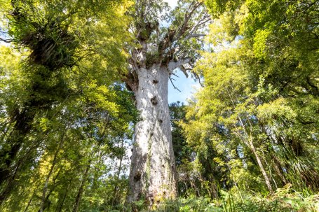 A large tree in a forest. 