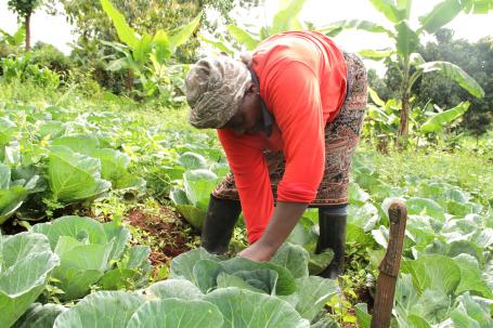 A Kenyan farmer tends to cabbages on her farm.