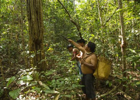 Indigenous peoples surveying a forested landscape