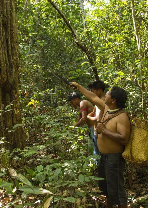 Indigenous peoples surveying a forested landscape