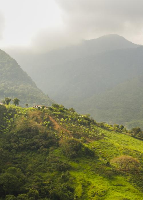 Forested landscape being restored in Latin America