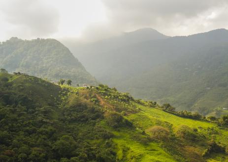 Forested landscape being restored in Latin America