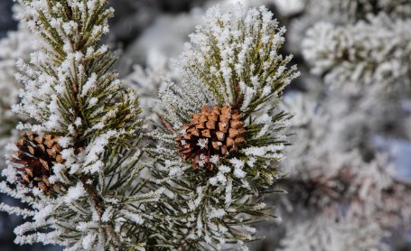 Lodgepole pinecones covered in snow.