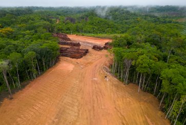 Logging in the Amazon rainforest