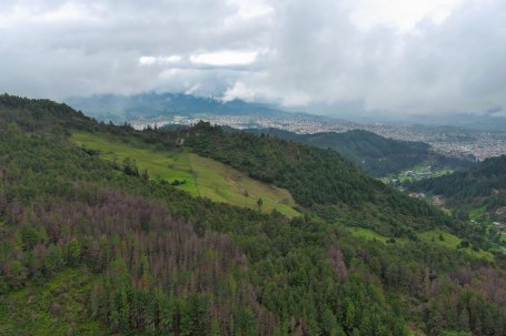 The green hillsides of the Loja forest in the Andes Mountains.