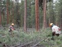 Lomakatsi crew members thin overcrowded trees in Oregon's Fremont-Winema National Forest to reduce wildfire risk