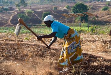 Malawi farmer tends her field, with solar water pumps in the background