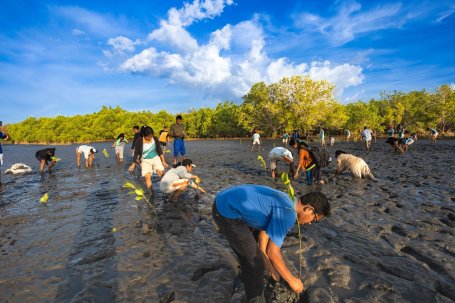 A group of high school students planting mangrove seedlings on a sunny day.