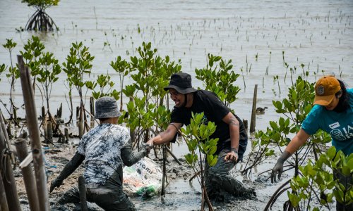 Volunteers plant mangrove trees in Tangerang, Indonesia