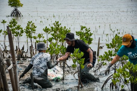 People restore mangroves in Indonesia