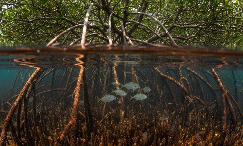 Underwater shot of mangrove roots with fish swimming among them.