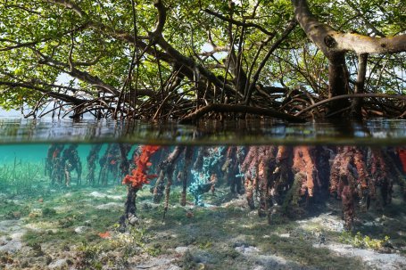 Mangrove roots underwater with coral growing on them.
