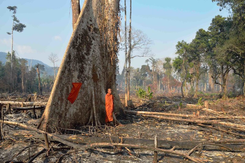 A buddhist monk stands beside a giant tree which has been ordained to try and save it from forest clearance for plantation expansion.