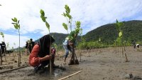 People planting mangroves with lush green hillsides behind them.