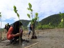 People planting mangroves with lush green hillsides behind them.
