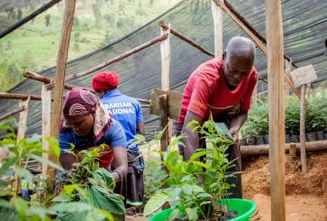Tending to seedlings.