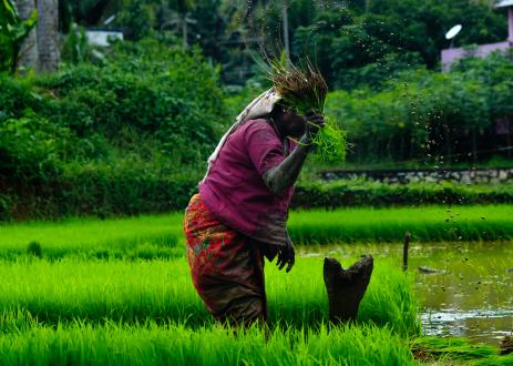 Person harvesting crops in India.