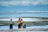 Women hold a fishing net together while standing in coastline waters..