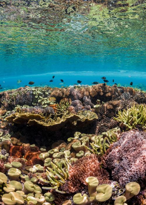 Bottom of the ocean floor.