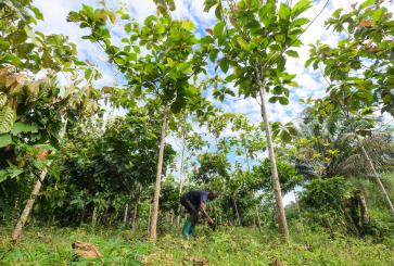 Papa Christian banana, teak ans cacao agroforestry plot in Yanonge, Tshopo Province - DRC