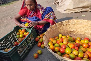 Woman sorting tomatoes.