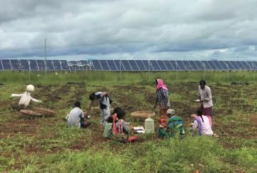 Agricultural workers tend crops outside the Pavagada solar park fence.