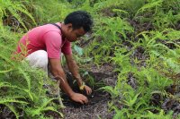 Man planting tree.