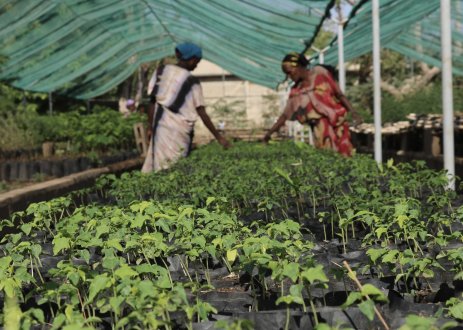 Plant nurseries.